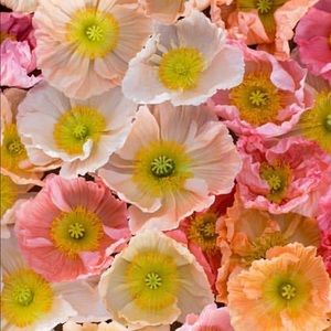 Meet your Posher, San!